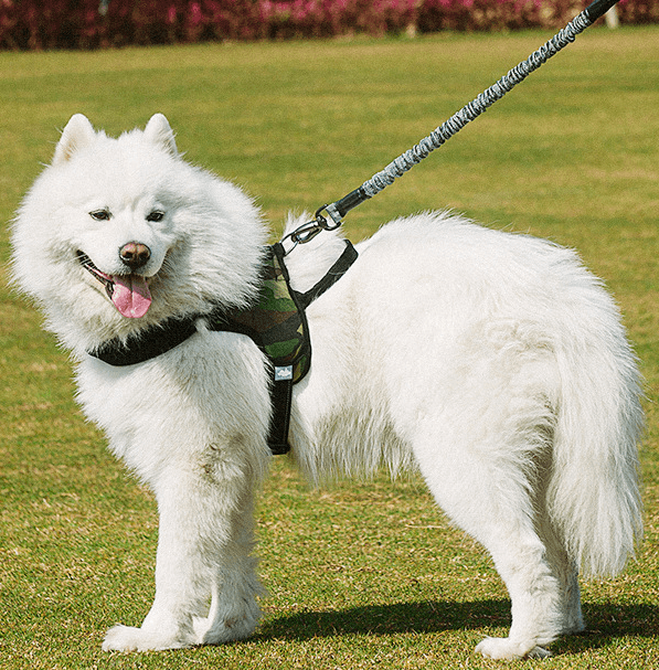 FanciPaws Ultimate Freedom Dog Leash & Harness Combo
