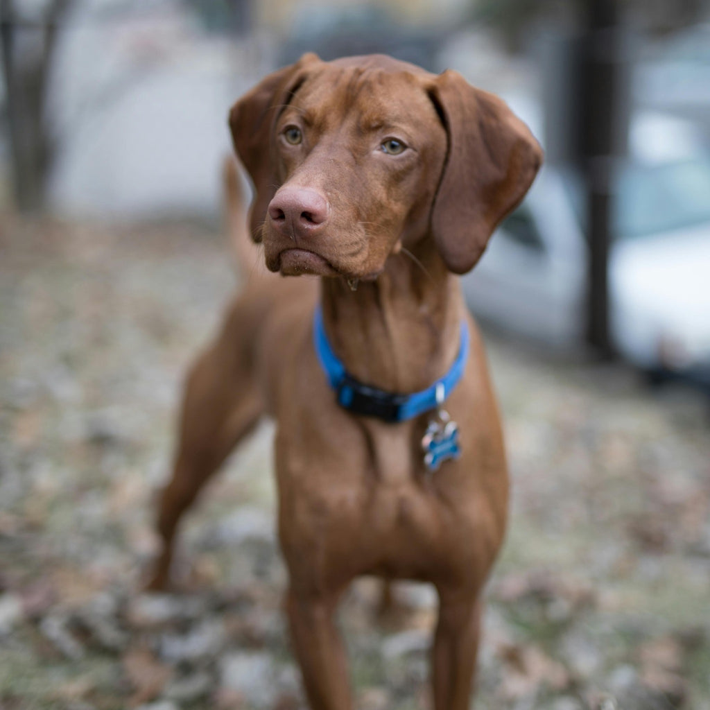 Adjustable Dog Collar for Small & Medium Dogs – Little Paw Edition