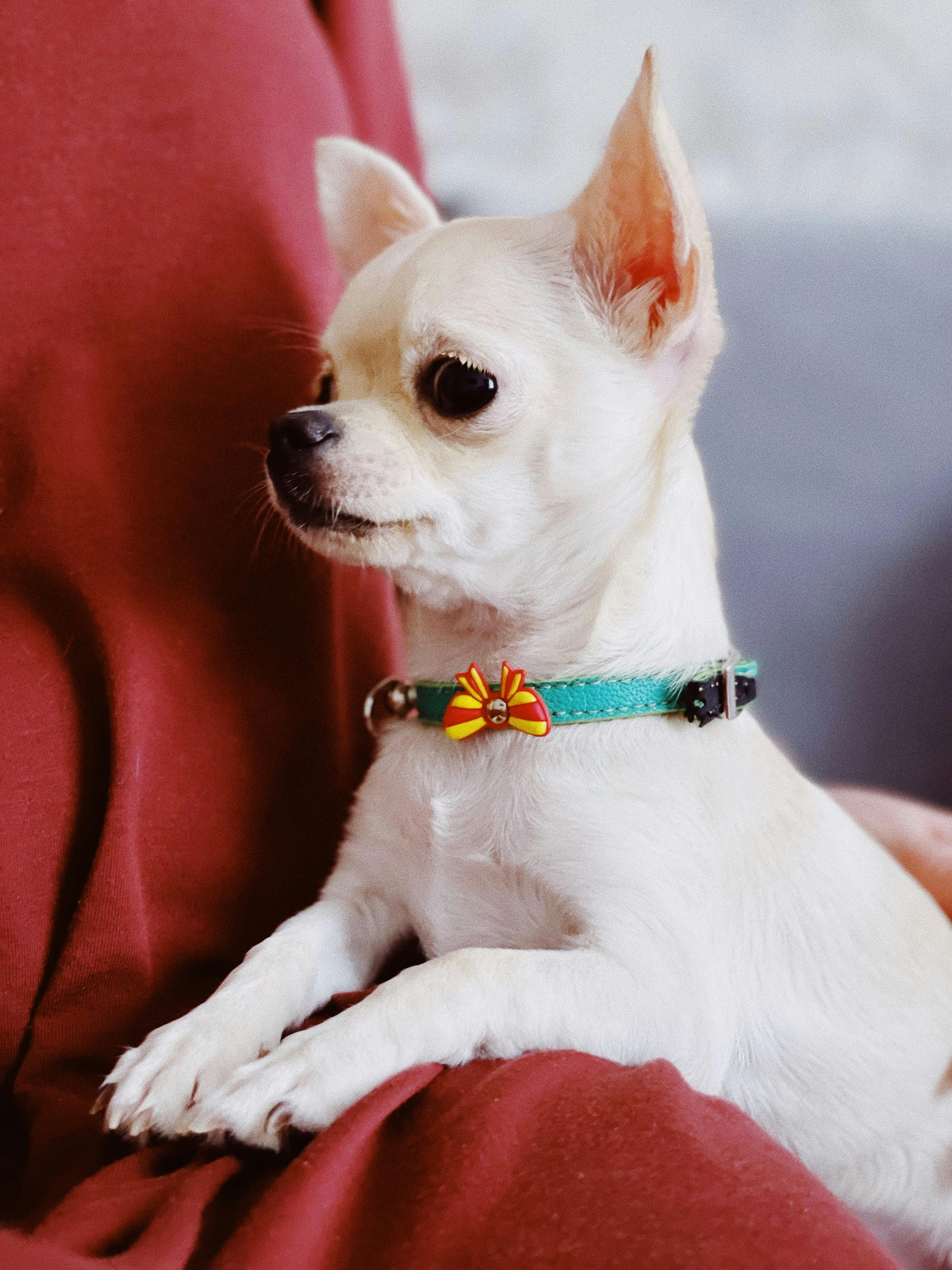 Adjustable Dog Collar for Small & Medium Dogs – Little Paw Edition